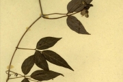 <strong>Leguminosae-Papilionoideae - Sphenostylis - Sphenostylis stenocarpa (Hochst. ex A.Rich.) Harms</strong><br />© hnb
