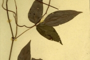 <strong>Leguminosae-Papilionoideae - Sphenostylis - Sphenostylis stenocarpa (Hochst. ex A.Rich.) Harms</strong><br />© hnb