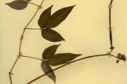 <strong>Leguminosae-Papilionoideae - Sphenostylis - Sphenostylis stenocarpa (Hochst. ex A.Rich.) Harms</strong><br />© hnb