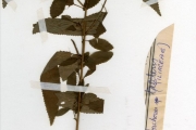 <strong>Tiliaceae - Corchorus - Corchorus tridens L.</strong><br />© hnb