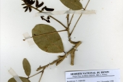 <strong>Leguminosae-Papilionoideae - Erythrina - Erythrina senegalensis DC.</strong><br />© hnb