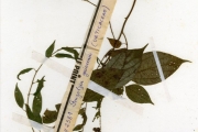<strong>Urticaceae - Pouzolzia - Pouzolzia guineensis Benth.</strong><br />© hnb