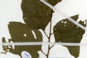 <strong>Leguminosae-Papilionoideae - Desmodium - Desmodium velutinum (Willd.) DC.</strong><br />© hnb