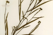 <strong>Malvaceae - Sida - Sida linifolia Juss. ex Cav.</strong><br />© hnb