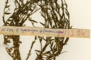 <strong>Campanulaceae - Wahlenbergia - Wahlenbergia perrottetii (A.DC.) Thulin</strong><br />© hnb