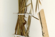 <strong>Poaceae - Andropogon - Andropogon gayanus Kunth</strong><br />© hnb