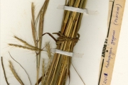 <strong>Poaceae - Andropogon - Andropogon gayanus Kunth</strong><br />© hnb