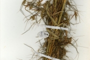 <strong>Poaceae - Hyparrhenia - Hyparrhenia subplumosa Stapf</strong><br />© hnb