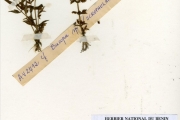 <strong>Scrophulariaceae - Bacopa - Bacopa floribunda (R.Br.) Wettst.</strong><br />© hnb