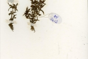<strong>Scrophulariaceae - Bacopa - Bacopa floribunda (R.Br.) Wettst.</strong><br />© hnb