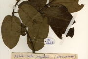 <strong>Apocynaceae - Saba - Saba comorensis (Bojer) Pichon</strong><br />© hnb