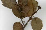 <strong>Moraceae - Ficus - Ficus trichopoda Baker</strong><br />© hnb