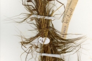 <strong>Poaceae - Hyparrhenia - Hyparrhenia rudis Stapf</strong><br />© hnb