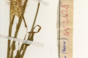 <strong>Poaceae - Pennisetum - Pennisetum pedicellatum Trin.</strong><br />© hnb