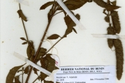 <strong>Lamiaceae - Hyptis - Hyptis spicigera Lam.</strong><br />© hnb