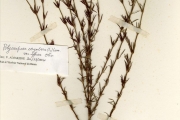 <strong>Caryophyllaceae - Polycarpaea - Polycarpaea corymbosa (L.) Lam.</strong><br />© hnb