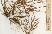 <strong>Poaceae - Schizachyrium - Schizachyrium nodulosum (Hack.) Stapf</strong><br />© hnb