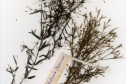 <strong>Rubiaceae - Oldenlandia - Oldenlandia herbacea (L.) Roxb.</strong><br />© hnb