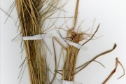 <strong>Poaceae - Loudetia - Loudetia hordeiformis (Stapf) C.E.Hubb.</strong><br />© hnb