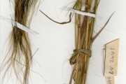 <strong>Poaceae - Loudetia - Loudetia hordeiformis (Stapf) C.E.Hubb.</strong><br />© hnb
