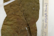 <strong>Moraceae - Ficus - Ficus platyphylla Delile</strong><br />© hnb