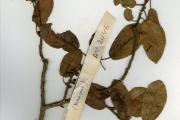 <strong>Moraceae - Ficus - Ficus glumosa Delile</strong><br />© hnb