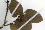 <strong>Moraceae - Ficus - Ficus ingens (Miq.) Miq.</strong><br />© hnb