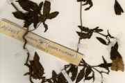 <strong>Convolvulaceae - Merremia - Merremia dissecta (Jacq.) Hallier f.</strong><br />© hnb