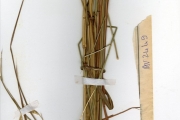 <strong>Poaceae - Andropogon - Andropogon gayanus Kunth</strong><br />© hnb