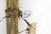 <strong>Poaceae - Andropogon - Andropogon gayanus Kunth</strong><br />© hnb