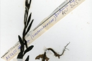 <strong>Scrophulariaceae - Buchnera - Buchnera hispida Buch.-Ham. ex D.Don</strong><br />© hnb