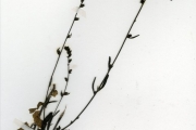 <strong>Scrophulariaceae - Buchnera - Buchnera hispida Buch.-Ham. ex D.Don</strong><br />© hnb
