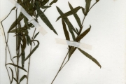 <strong>Acanthaceae - Lepidagathis - Lepidagathis anobrya Nees</strong><br />© hnb