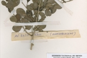 <strong>Anacardiaceae - Rhus - Rhus natalensis Bernh. ex Krauss</strong><br />© hnb