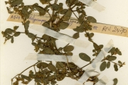 <strong>Leguminosae-Papilionoideae - Alysicarpus - Alysicarpus glumaceus (Vahl) DC.</strong><br />© hnb