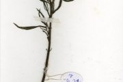 <strong>Scrophulariaceae - Striga - Striga hermonthica (Delile) Benth.</strong><br />© hnb