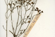 <strong>Rubiaceae - Kohautia - Kohautia grandiflora DC.</strong><br />© hnb