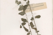 <strong>Acanthaceae - Nelsonia - Nelsonia canescens (Lam.) Spreng.</strong><br />© hnb