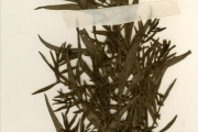 <strong>Lythraceae - Ammannia - Ammannia baccifera L.</strong><br />© hnb