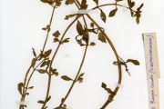 <strong>Scrophulariaceae - Bacopa - Bacopa crenata (P.Beauv.) Hepper</strong><br />© hnb