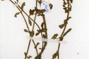 <strong>Scrophulariaceae - Bacopa - Bacopa crenata (P.Beauv.) Hepper</strong><br />© hnb