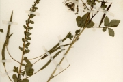 <strong>Capparidaceae - Gynandropsis - Gynandropsis gynandra (L.) Briq.</strong><br />© hnb