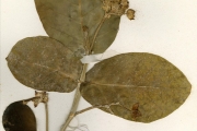 <strong>Asclepiadaceae - Calotropis - Calotropis procera (Aiton) W.T.Aiton</strong><br />© hnb