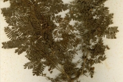 <strong>Leguminosae-Mimosoideae - Faidherbia - Faidherbia albida (Delile) A.Chev.</strong><br />© hnb