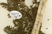 <strong>Leguminosae-Mimosoideae - Faidherbia - Faidherbia albida (Delile) A.Chev.</strong><br />© hnb