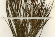 <strong>Leguminosae-Caesalpinioideae - Parkinsonia - Parkinsonia aculeata L.</strong><br />© hnb