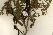<strong>Leguminosae-Mimosoideae - Faidherbia - Faidherbia albida (Delile) A.Chev.</strong><br />© hnb