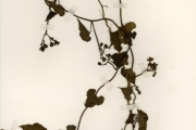 <strong>Convolvulaceae - Merremia - Merremia hederacea (Burm.f.) Hallier f.</strong><br />© hnb