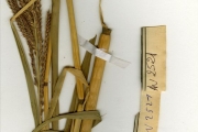 <strong>Poaceae - Echinochloa - Echinochloa stagnina (Retz.) P.Beauv.</strong><br />© hnb