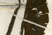 <strong>Nymphaeaceae - Nymphaea - Nymphaea micrantha Guill. & Perr.</strong><br />© hnb